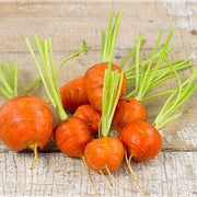 Round Carrot Seeds