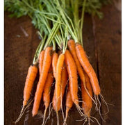 Bambina Carrot Seeds