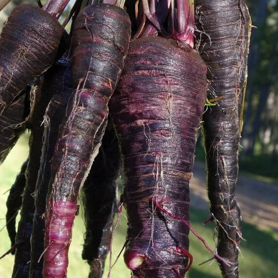 Black Carrot Seeds