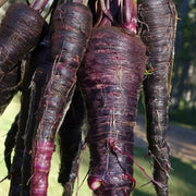 Black Carrot Seeds