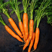 Daucus Carota Carrot Seeds