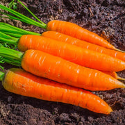 Daucus Carota Carrot Seeds