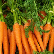Little Finger Carrot Seeds