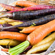 Mixed Colors Carrot Seeds