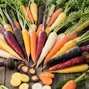 Multi-Colored Daucus Carota Carrot Seeds