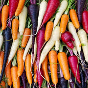 Multi-Colored Daucus Carota Carrot Seeds