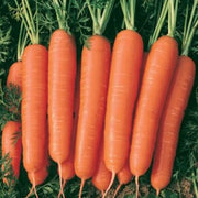 Nantes Scarlet Carrot Seeds