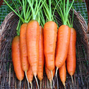 Nantes Scarlet Carrot Seeds