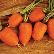 Oxheart Carrot Seeds