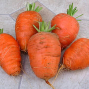 Oxheart Carrot Seeds