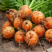 Parisian Carrot Seeds
