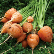 Parisian Carrot Seeds