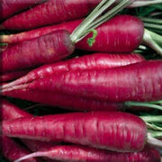 Purple Dragon Carrot Seeds