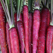 Purple Dragon Carrot Seeds
