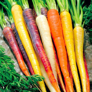 Rainbow Mix Carrot Seeds