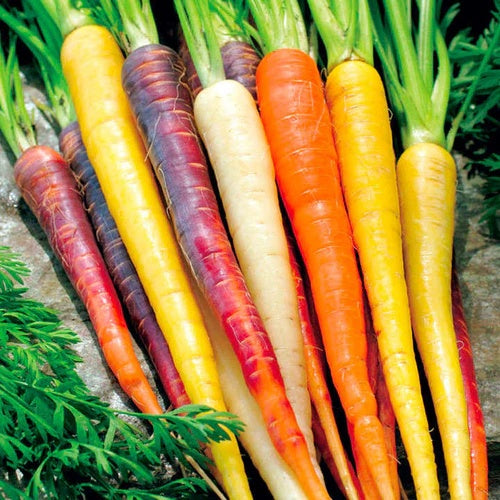 Rainbow Mix Carrot Seeds
