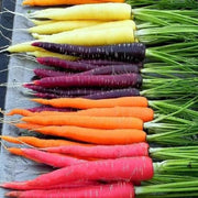 Rainbow Mix Carrot Seeds