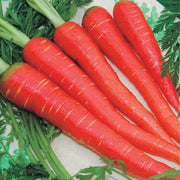 Red Carrot Seeds