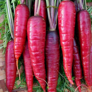 Red Giant Carrot Seeds
