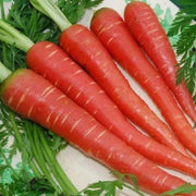 Red Giant Carrot Seeds