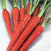Red Carrot Seeds