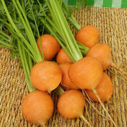 Round Carrot Seeds