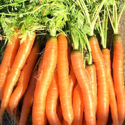 Carrot Seeds - All In One For Home Gardens