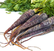 Black Carrot Seeds