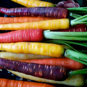 Mixed Colors Carrot Seeds