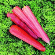 Pink Carrot Seeds
