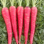 Pink Carrot Seeds