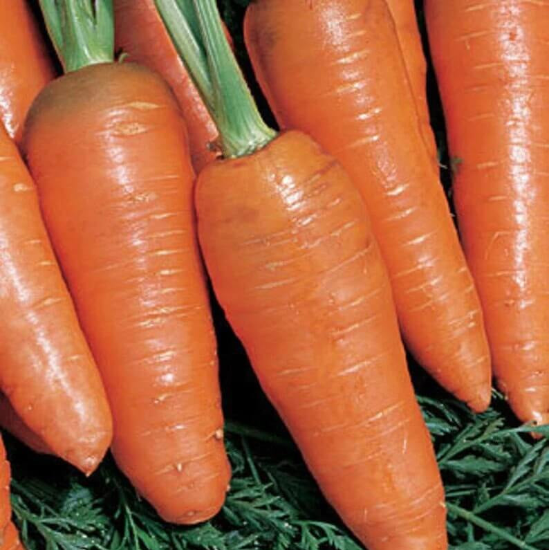 Bambina Carrot Seeds