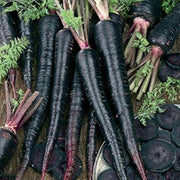 Black Carrot Seeds