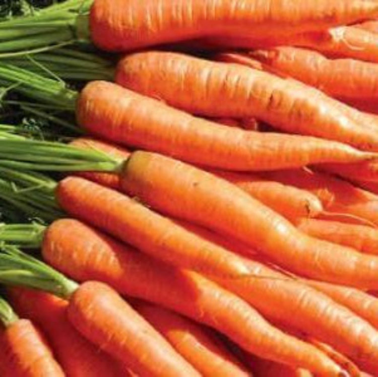 Daucus Carota Carrot Seeds