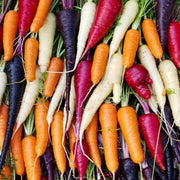Mixed Colors Carrot Seeds