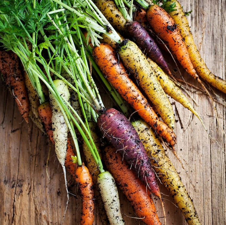 Multi-Colored Daucus Carota Carrot Seeds