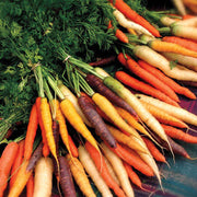 Multi-Colored Mix Carrot Seeds