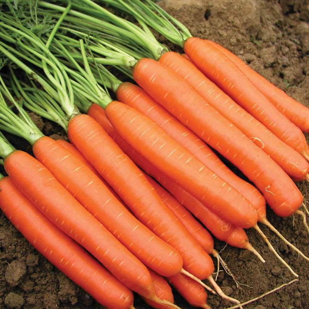 Nantes Scarlet Carrot Seeds
