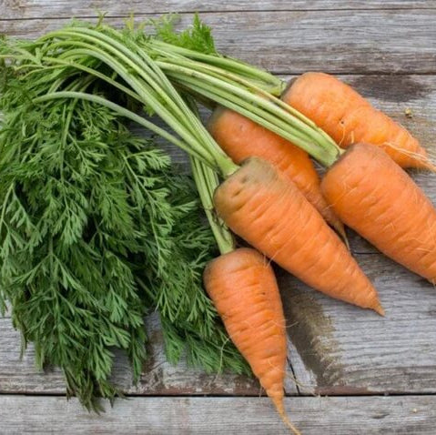 Oxheart Carrot Seeds