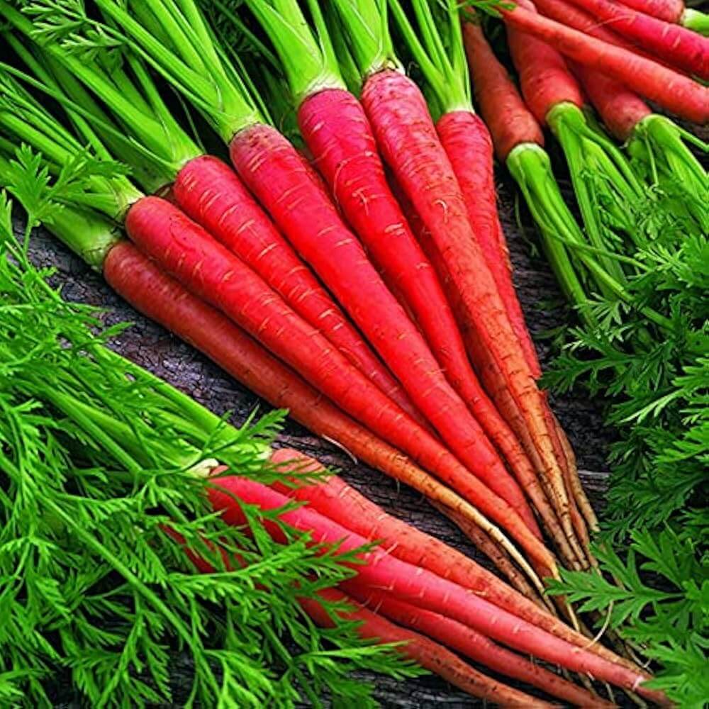 Pink Carrot Seeds