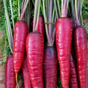 Purple Dragon Carrot Seeds