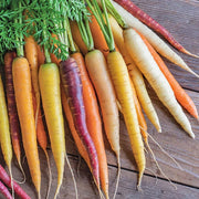 Rainbow Mix Carrot Seeds