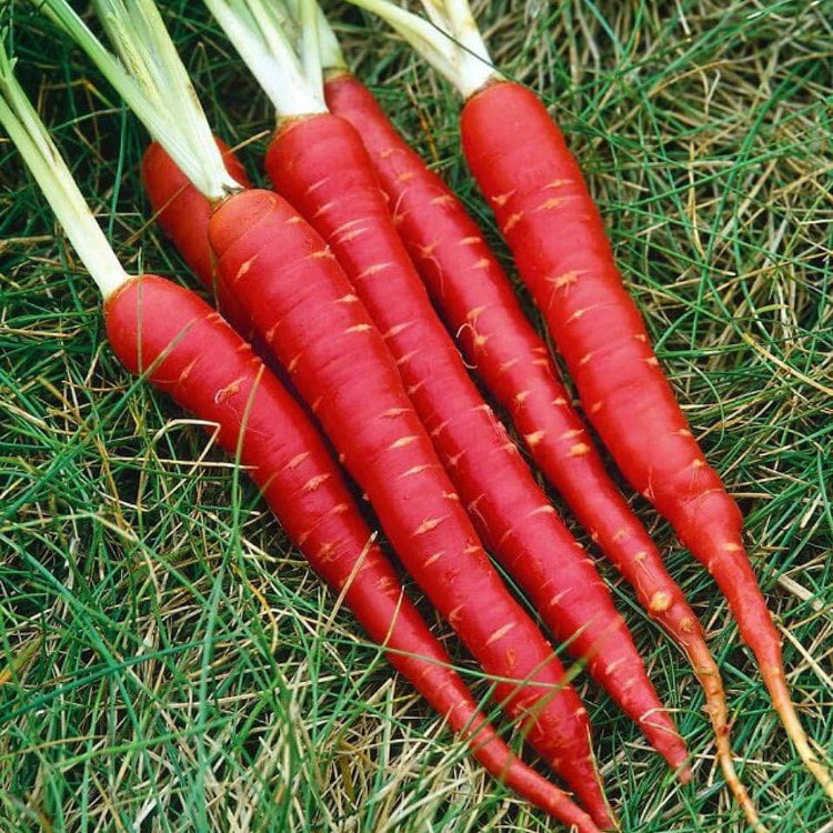 Red Carrot Seeds