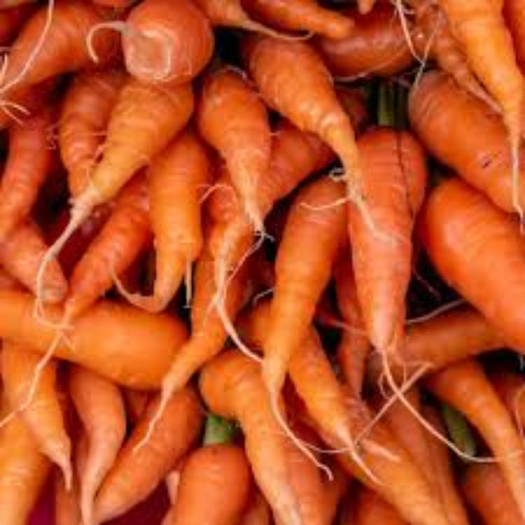 Red Cored Chantenay Carrot Seeds