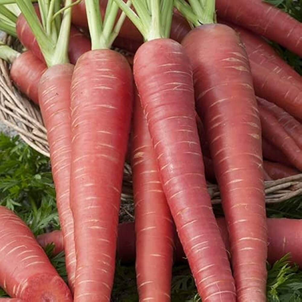 Red Giant Carrot Seeds