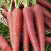 Red Giant Carrot Seeds