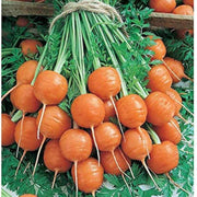 Round Carrot Seeds