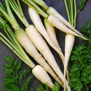 White Carrot Seeds