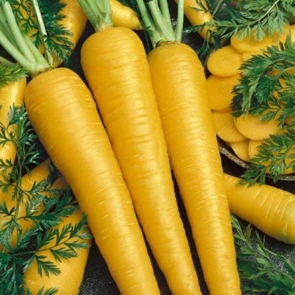 Yellow Carrot Seeds