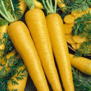 Yellow Carrot Seeds